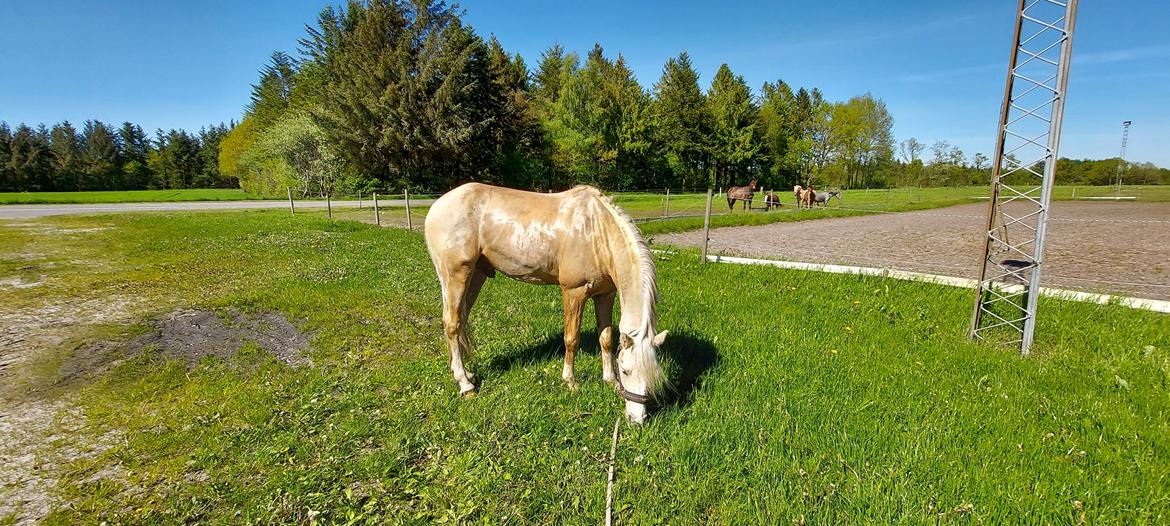 Welsh Pony (sec B) Eyarth Santiago (Avlshingst) billede 9