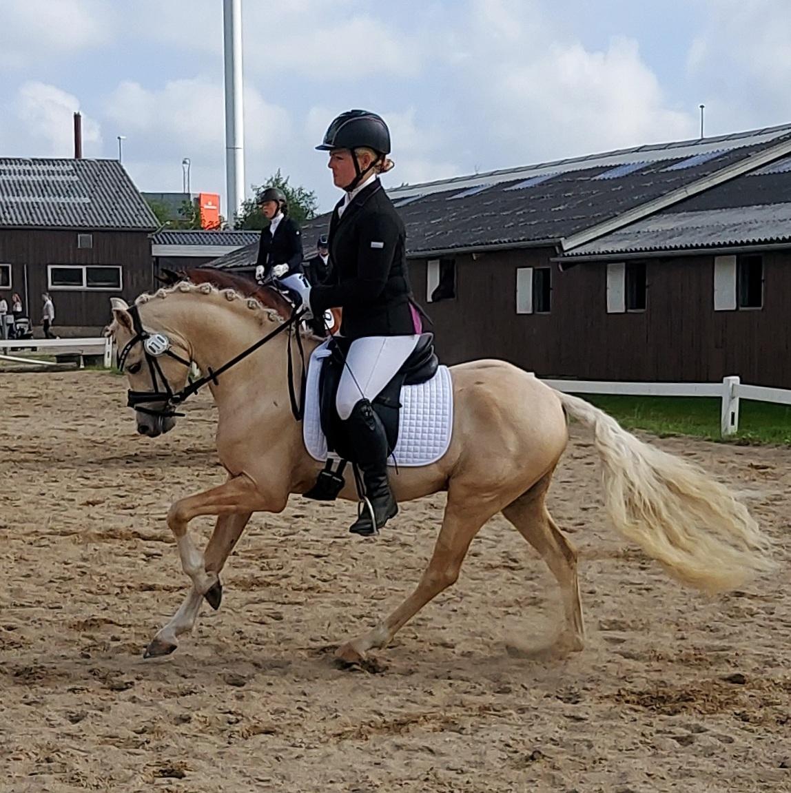 Welsh Pony (sec B) Eyarth Santiago (Avlshingst) - Første stævne maj 2021,kun redet 4 mdr! <3 billede 7