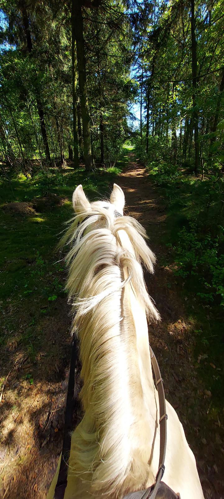 Welsh Pony (sec B) Eyarth Santiago (Avlshingst) - Forår 2021 <3 billede 11