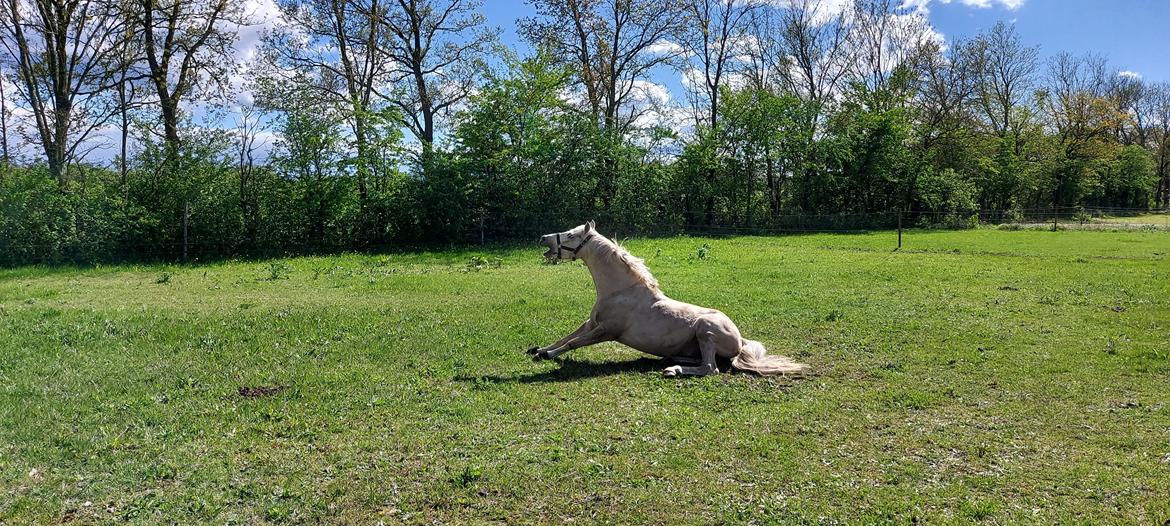 Welsh Pony (sec B) Eyarth Santiago (Avlshingst) - Forår 2021 billede 14