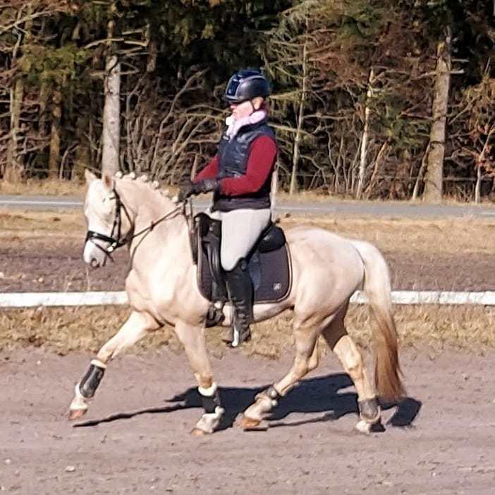 Welsh Pony (sec B) Eyarth Santiago (Avlshingst) - Marts2021, første gang på udebanen. redet kun 3 mdr<3 billede 10