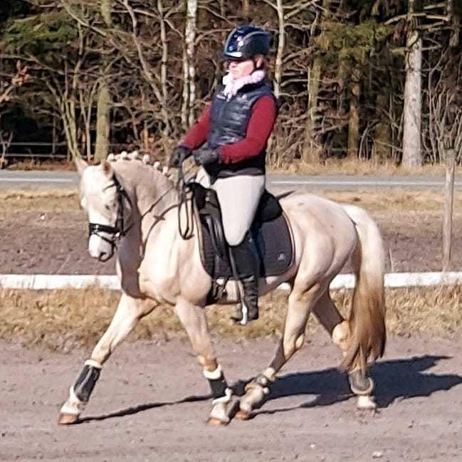 Welsh Pony (sec B) Eyarth Santiago (Avlshingst) - Marts2021, første gang på udebanen. redet kun 3 mdr<3 billede 15