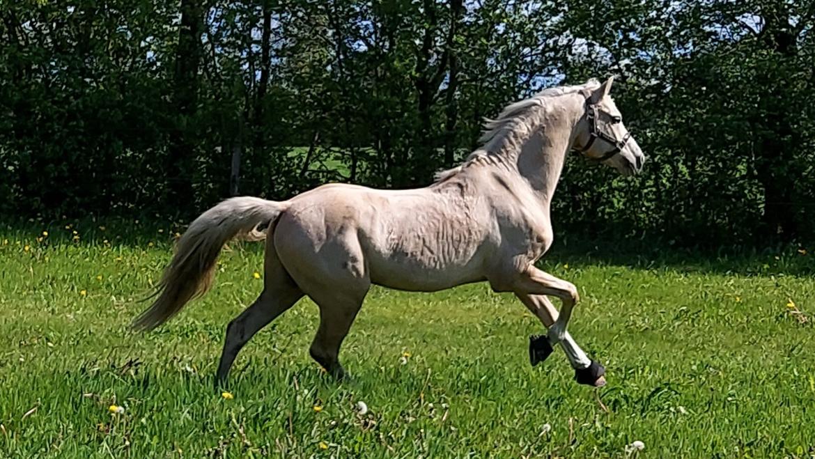 Welsh Pony (sec B) Eyarth Santiago (Avlshingst) - Forår 2021 billede 13