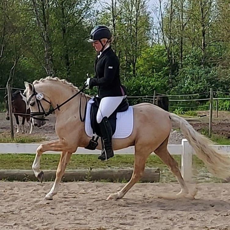 Welsh Pony (sec B) Eyarth Santiago (Avlshingst) - Første stævne maj 2021,kun redet 4 mdr! <3 billede 3