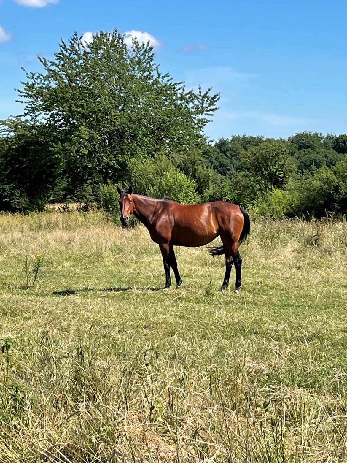 Anden særlig race - Donna billede 1