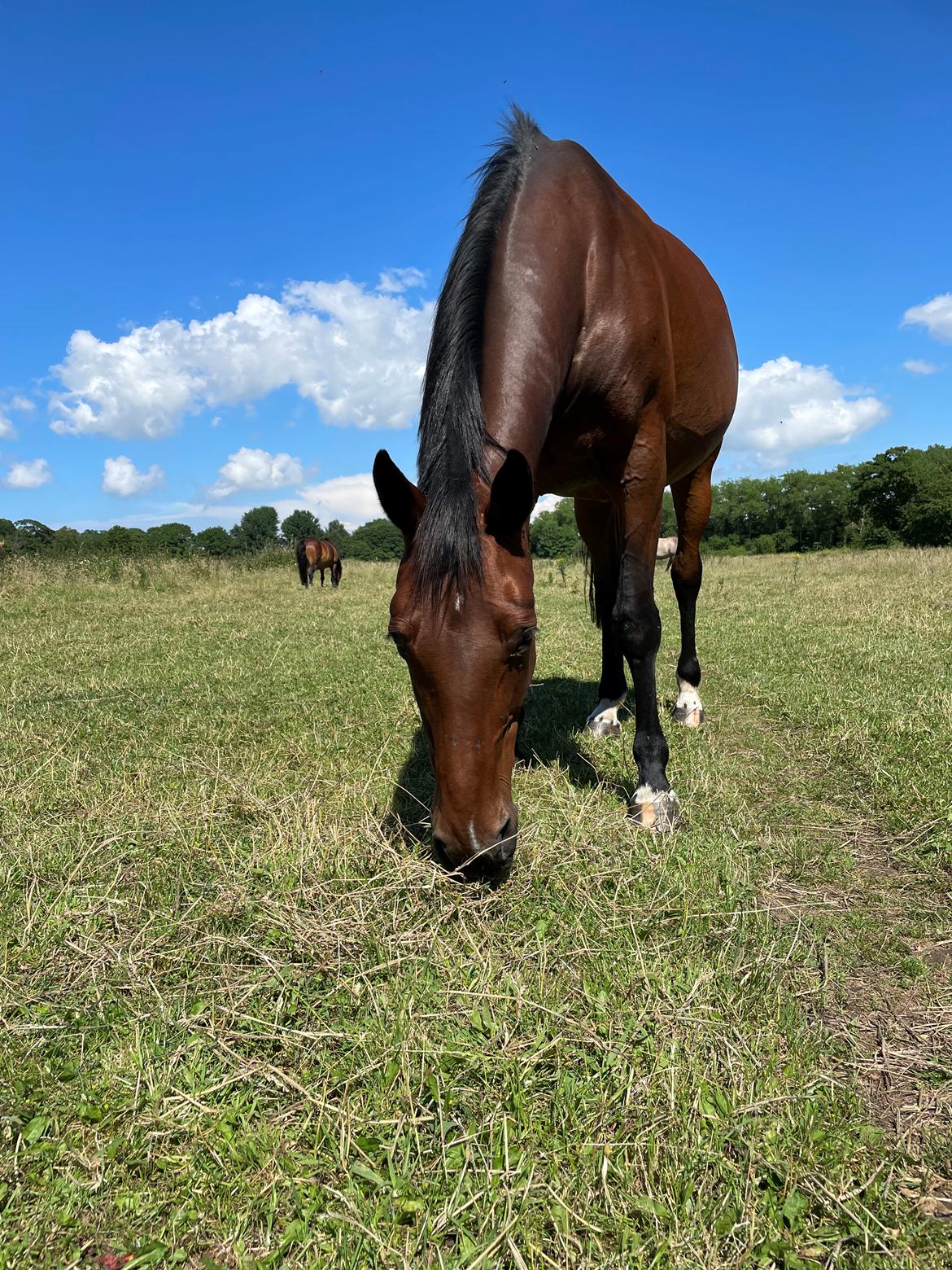 Anden særlig race - Donna billede 3