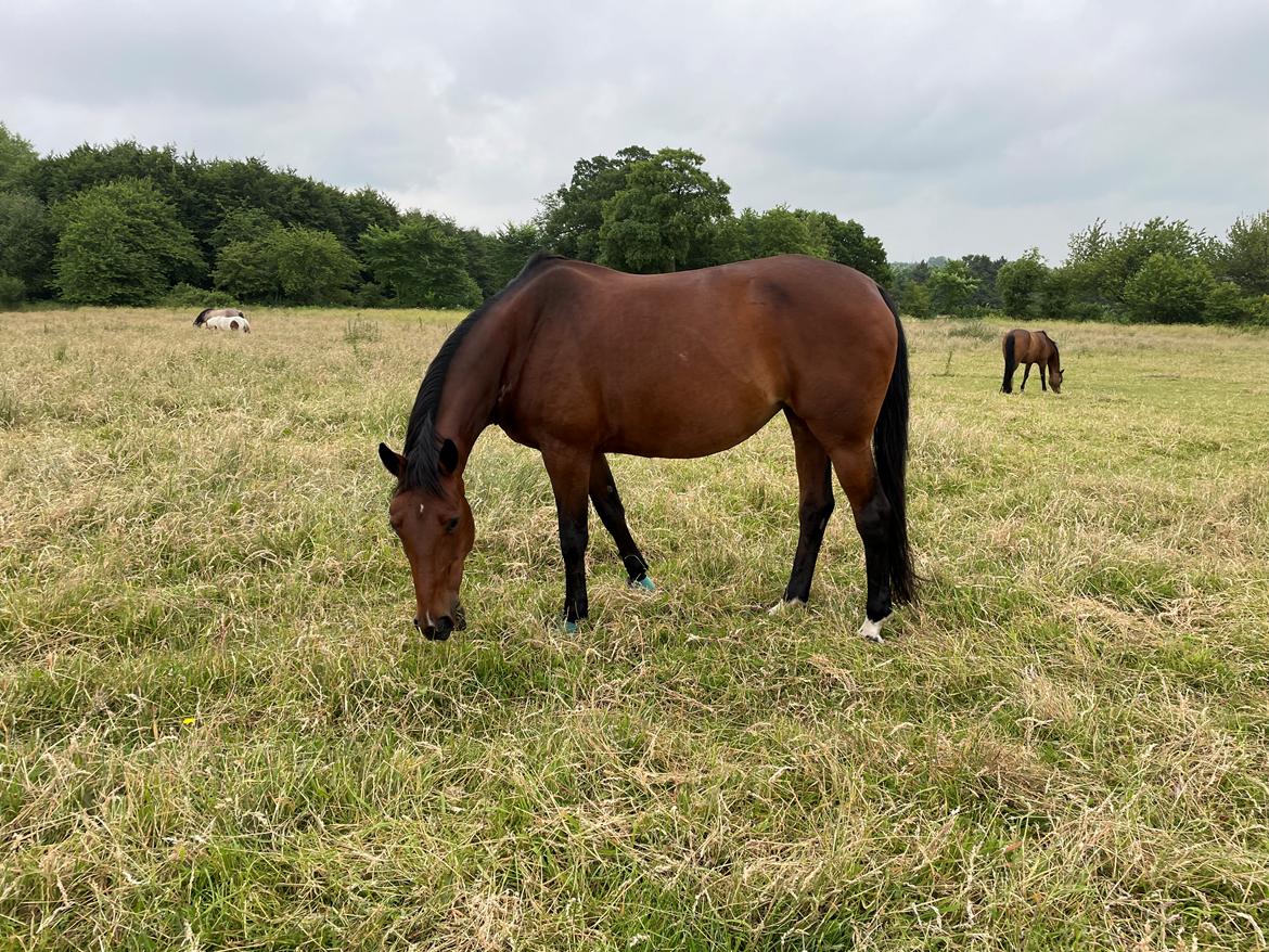 Anden særlig race - Donna billede 2