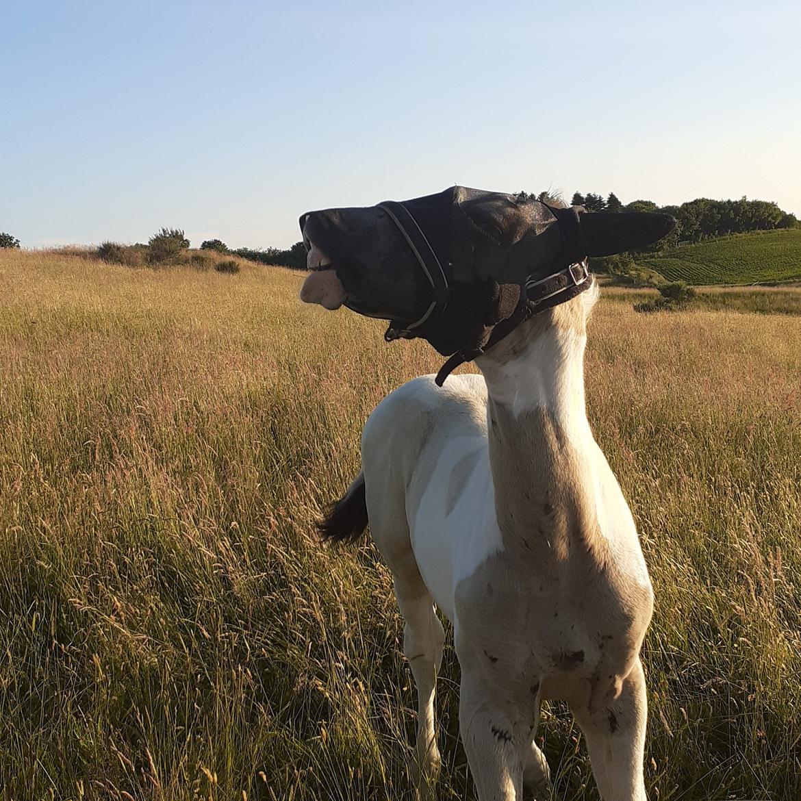 Pinto Søgårds Amaranto  billede 17