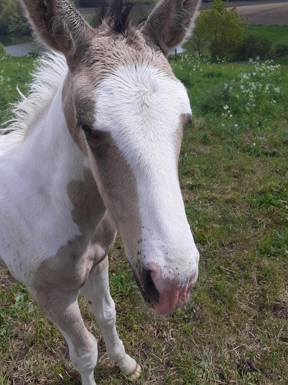 Pinto Søgårds Amaranto  billede 18