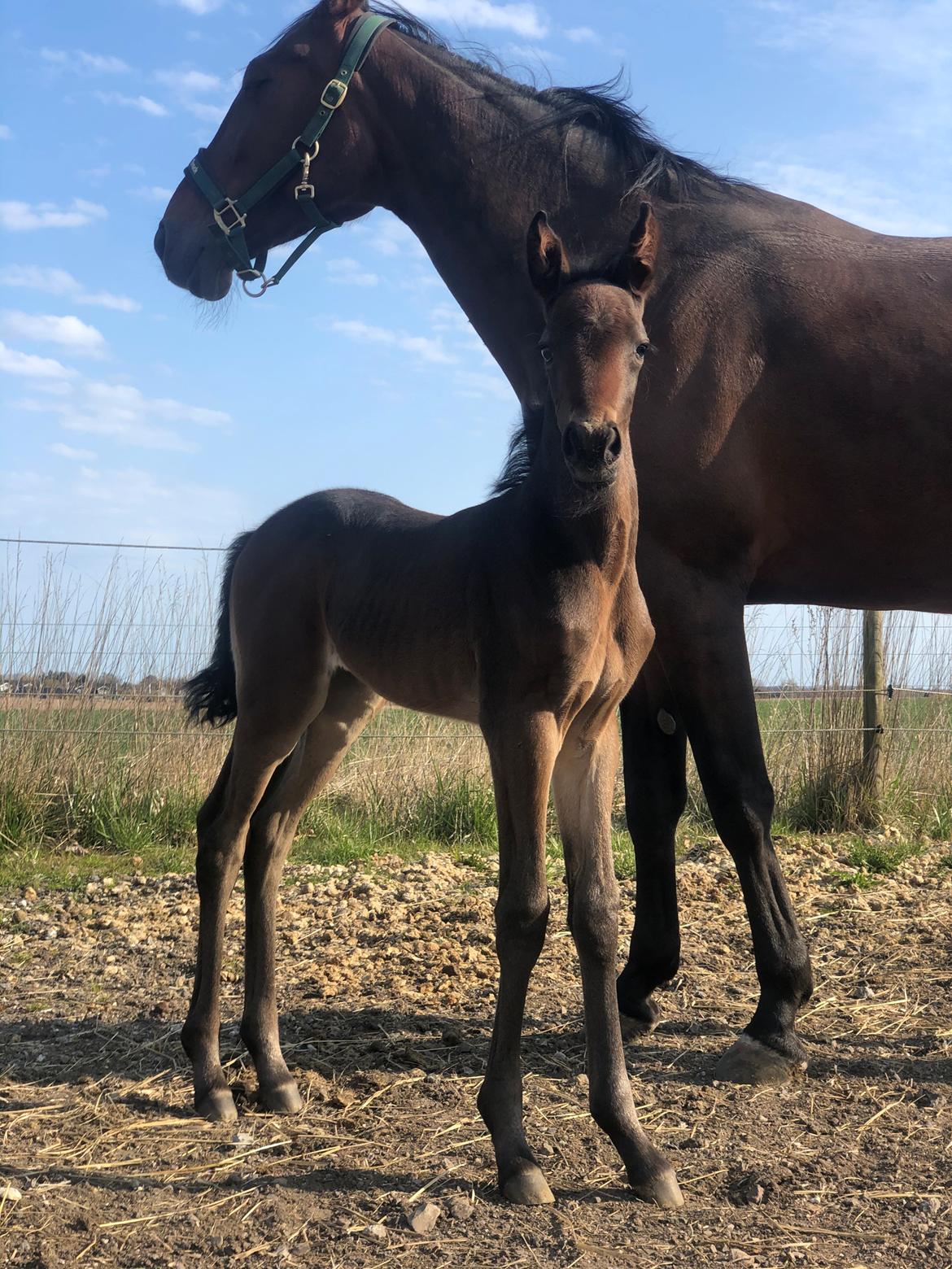 Traver Kalima  billede 1