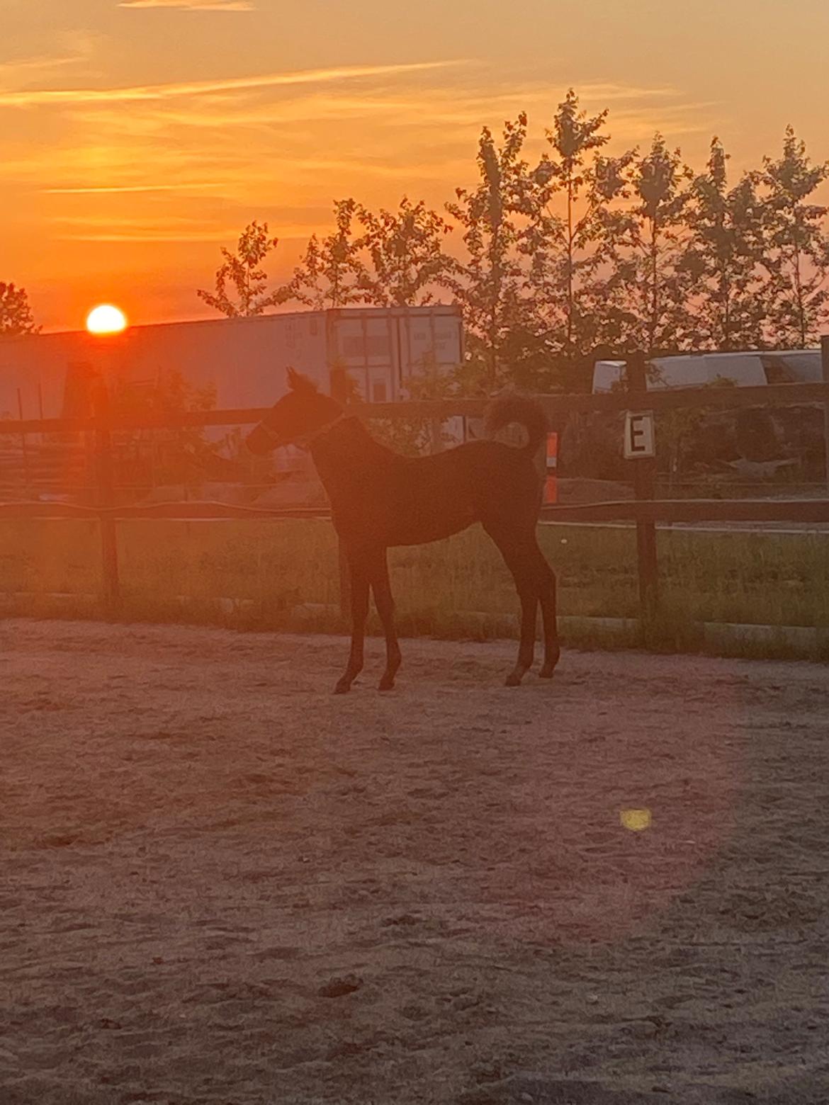 Traver Kalima  billede 2