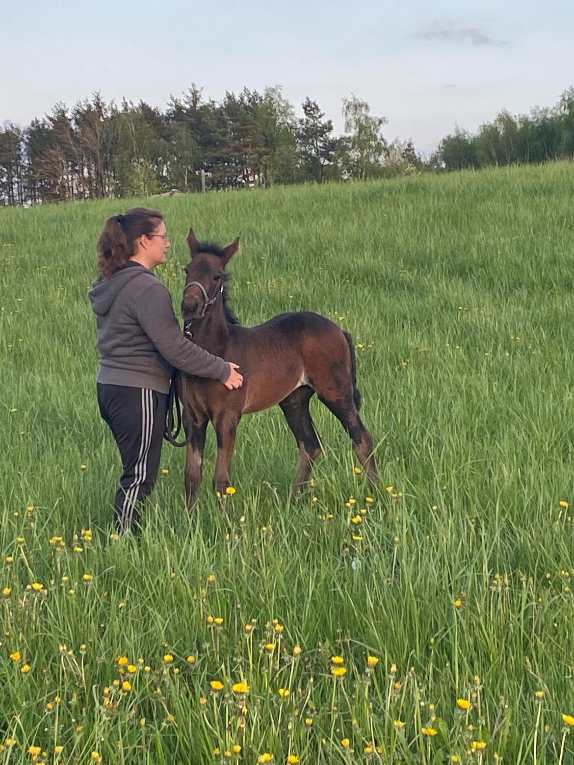 Traver Kalima  billede 4