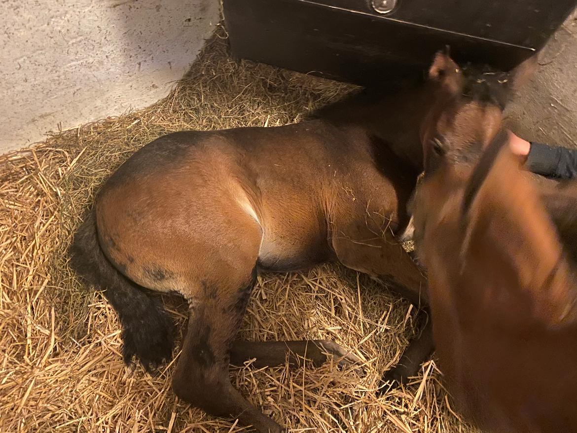 Traver Kalima  billede 5