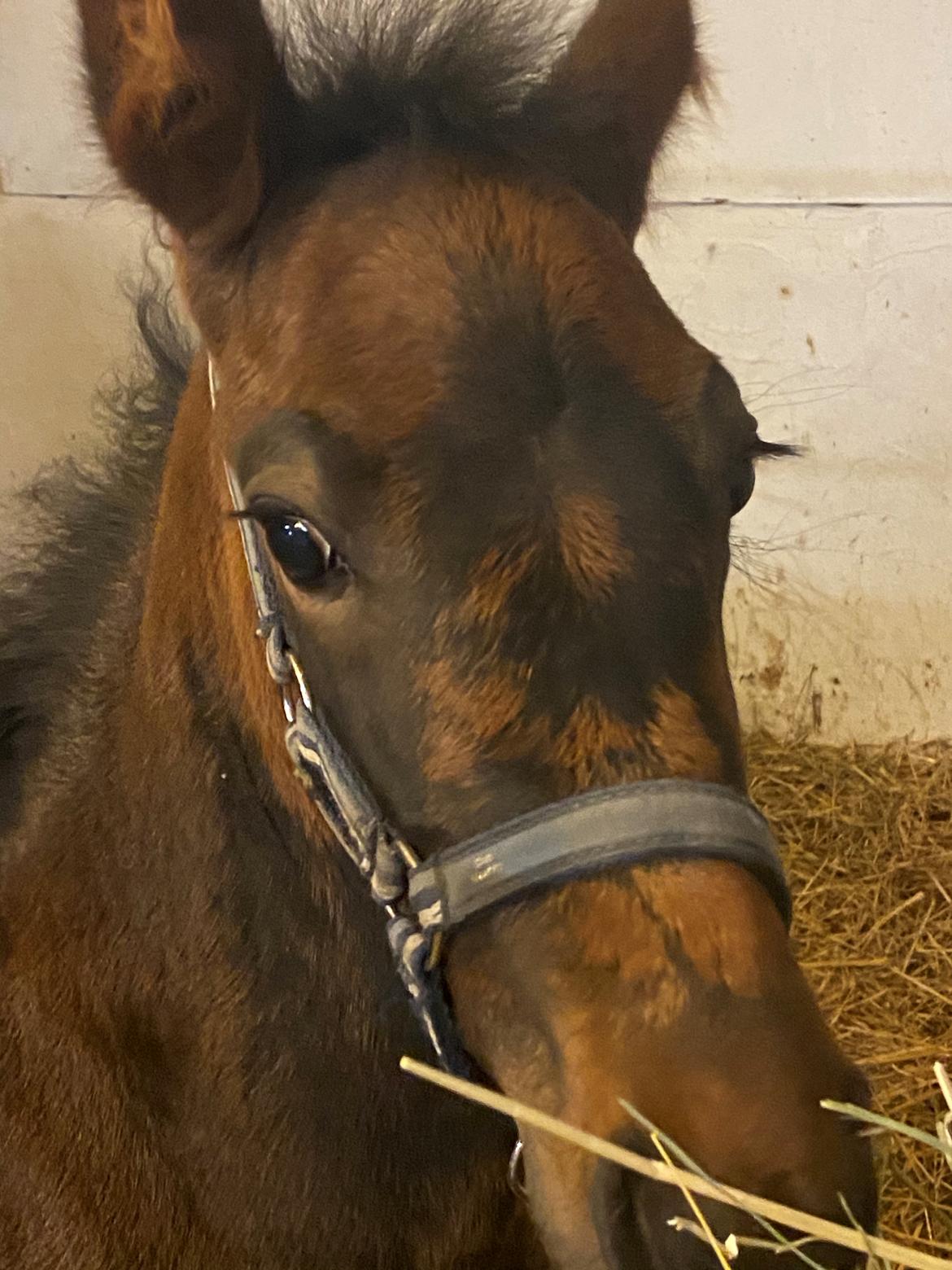 Traver Kalima  billede 3