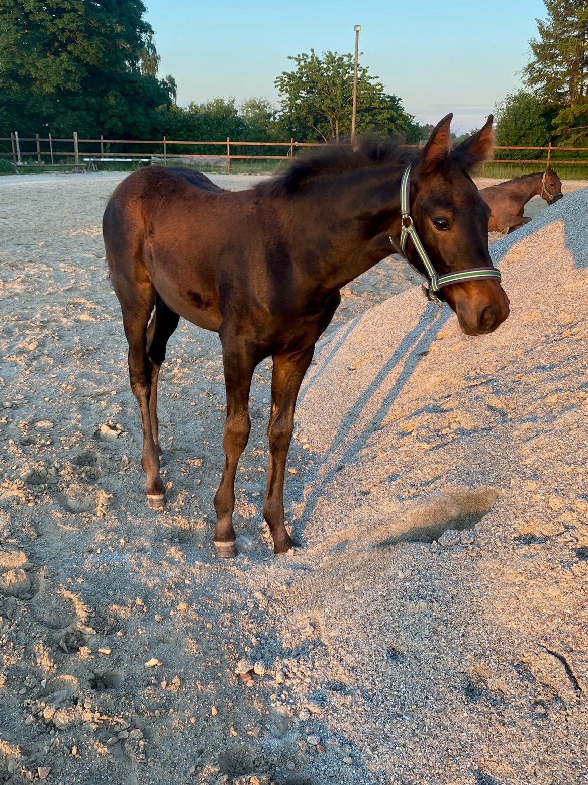 Traver Kalima  billede 6