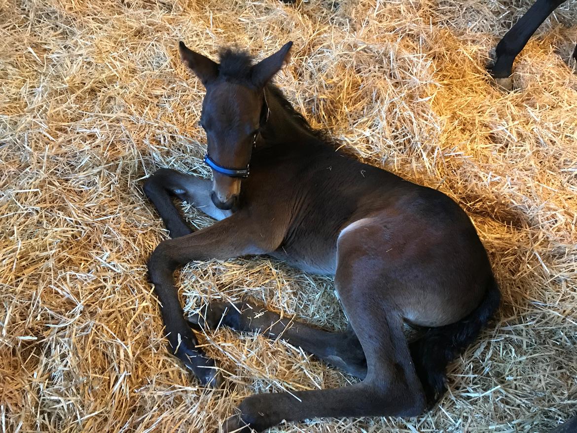 Traver Kalima  billede 7