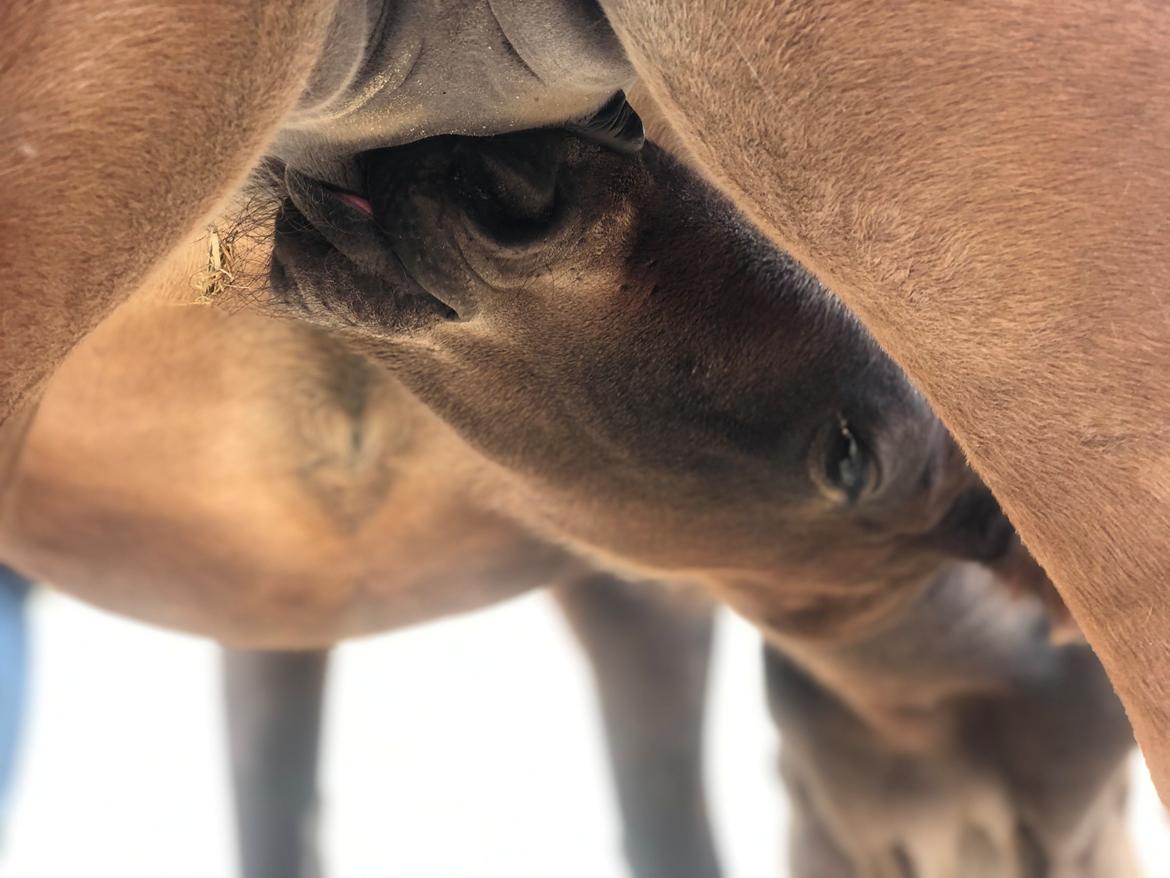 Traver Kalima  billede 9