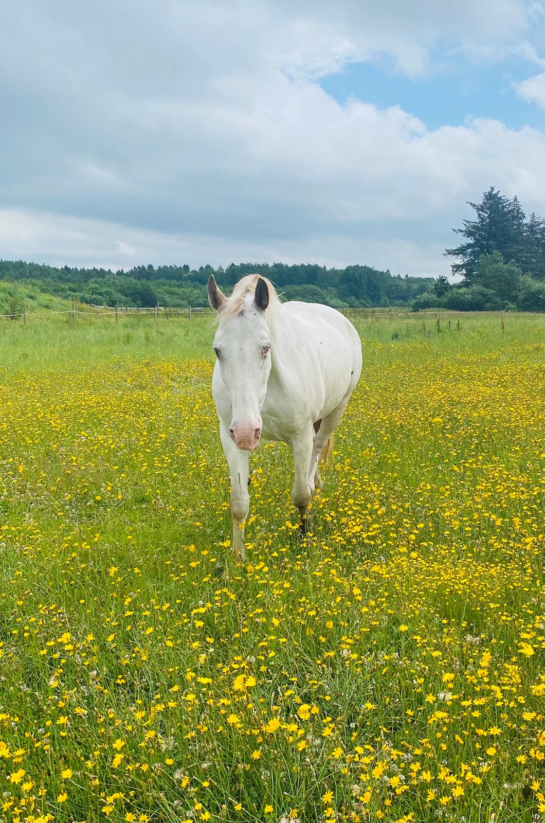 Knabstrupper Sanders Belinda billede 16