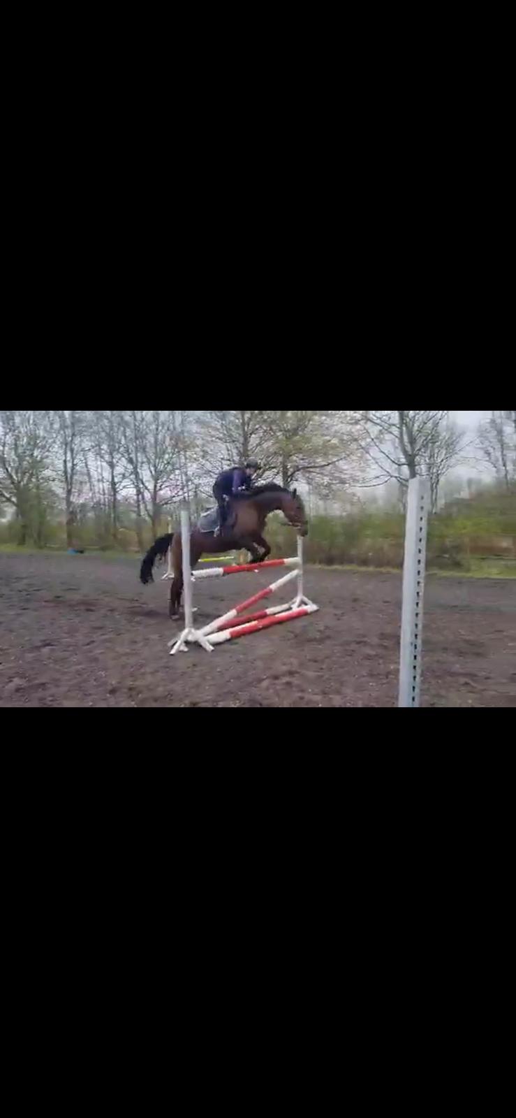 Anden særlig race - Donna - Da jeg prøvede hende. taget fra en video og i regn, derfor kvaliteten billede 5