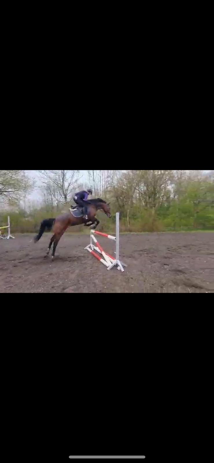 Anden særlig race - Donna - Da jeg prøvede hende. taget fra en video og i regn, derfor kvaliteten billede 6