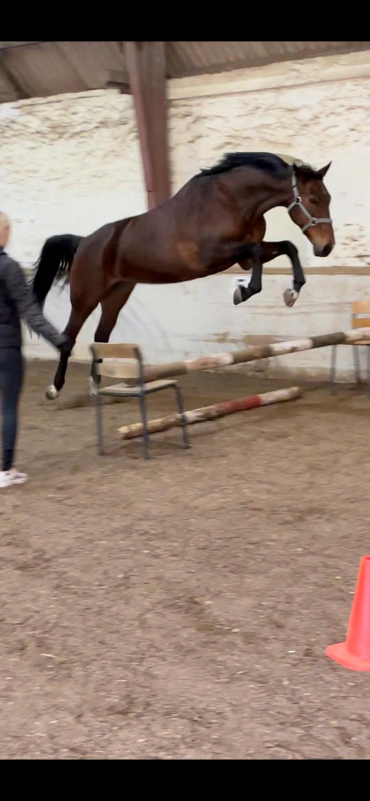 Anden særlig race - Donna - Inden jeg overhovedet ville prøve hende, skulle jeg være sikker på hun kunne springe  billede 7