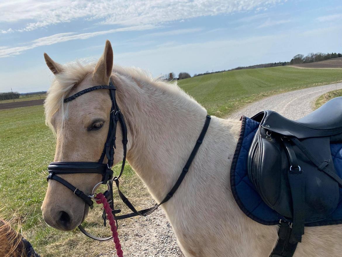 Welsh Partbred (Sec F) ALS Morning Rain - Morning Rain byder velkommen! billede 1