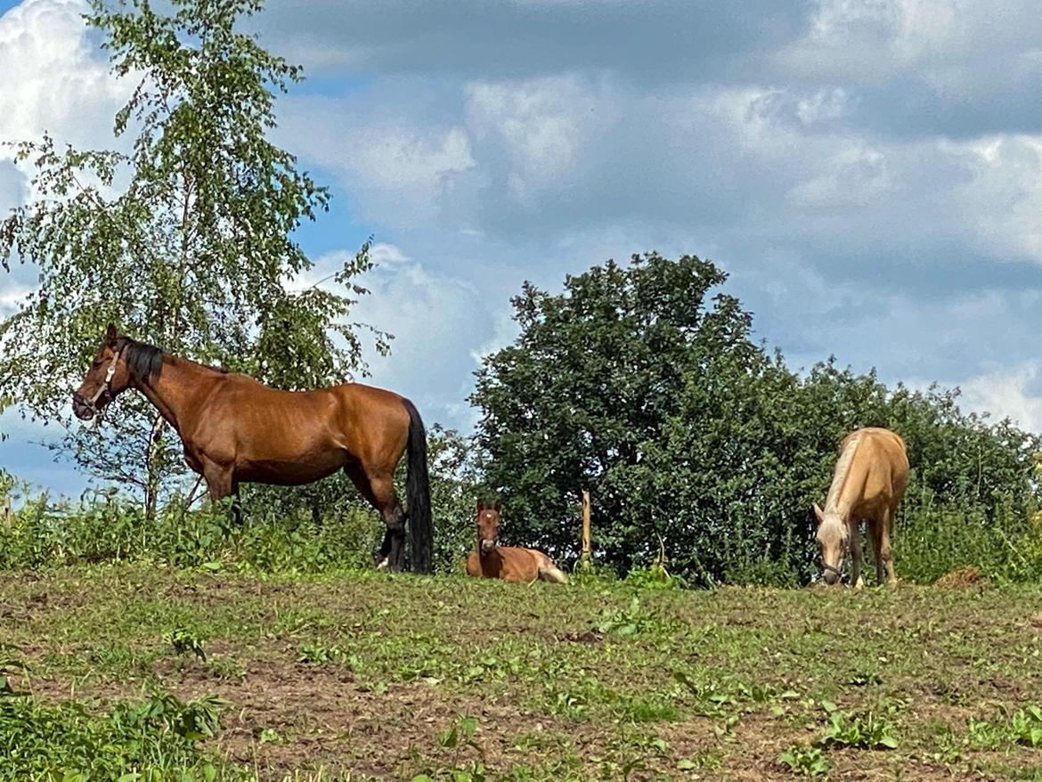 Welsh Partbred (Sec F) ALS Morning Rain - Mama Tubbe, Følbert og MR på fold billede 3