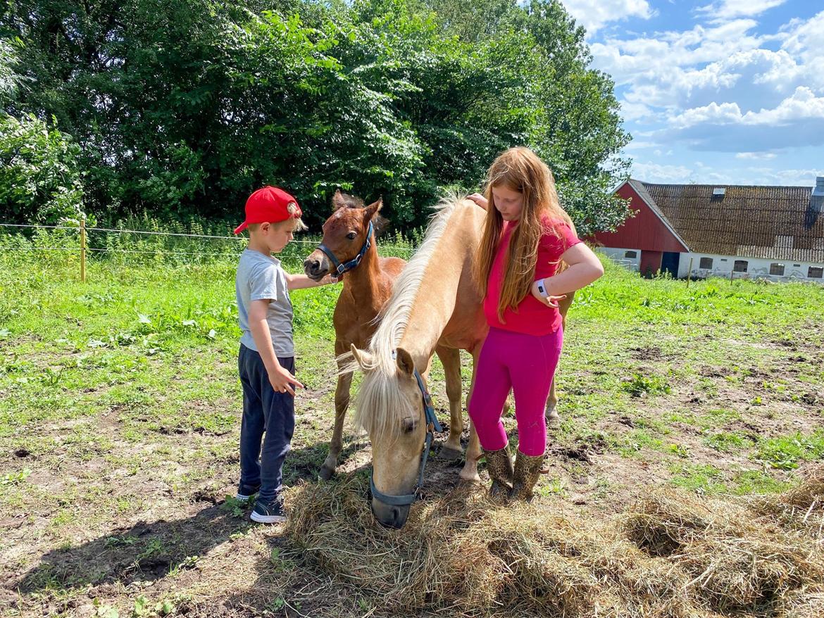 Welsh Partbred (Sec F) ALS Morning Rain - MR elsker når der kommer besøg på folden billede 4
