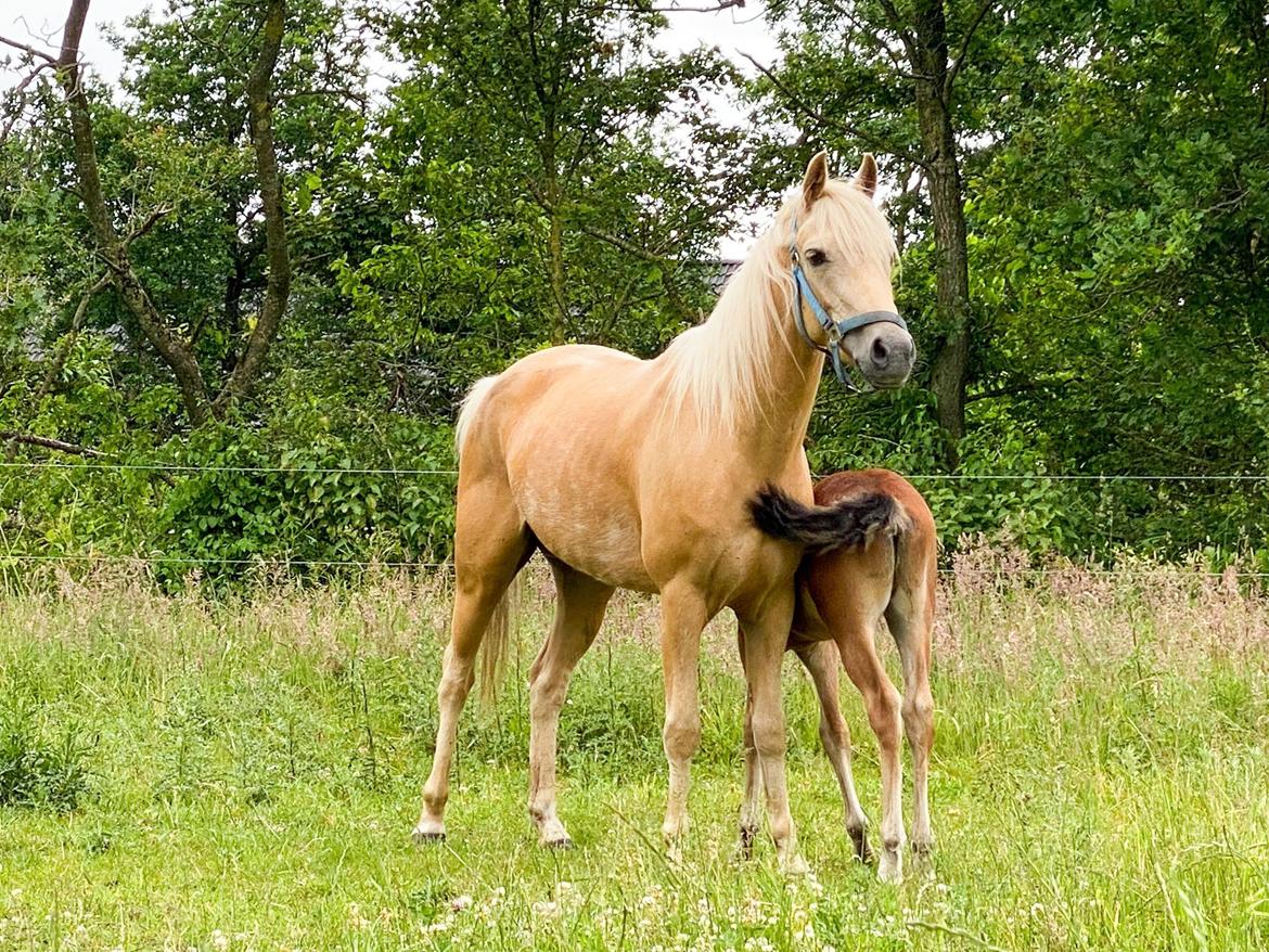 Welsh Partbred (Sec F) ALS Morning Rain - En glad pony, med det fineste smil om læben <3 billede 5