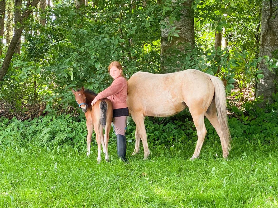 Welsh Partbred (Sec F) ALS Morning Rain - Lykken er at finde en sød passer! billede 7