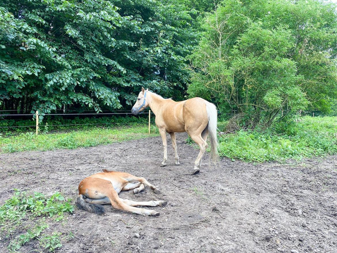 Welsh Partbred (Sec F) ALS Morning Rain - MR og Følbert tager en slapper på folden billede 2