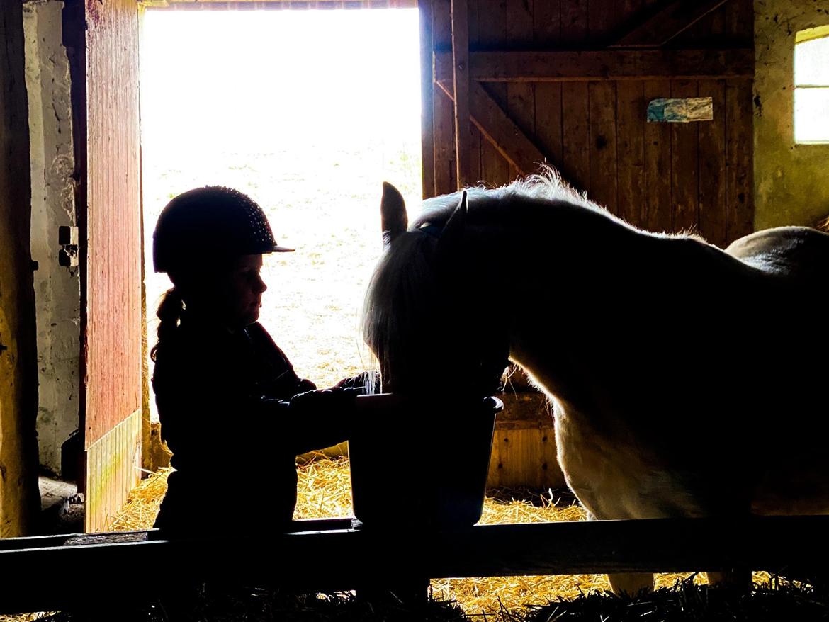 Welsh Partbred (Sec F) ALS Morning Rain - Masser af foder, lige noget for MR billede 9