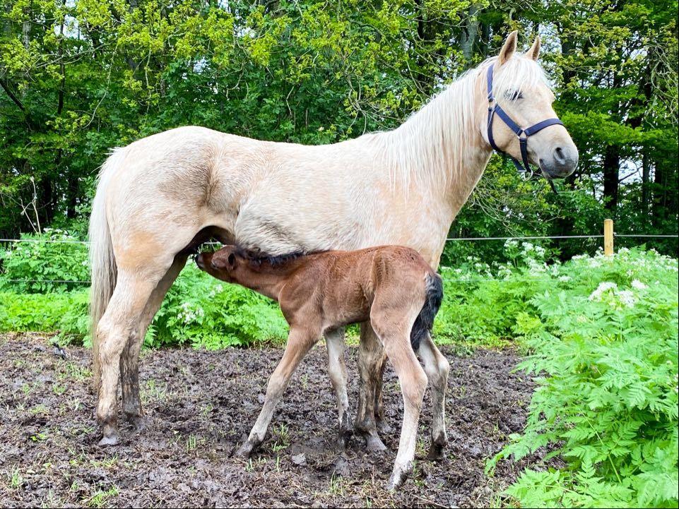 Welsh Partbred (Sec F) ALS Morning Rain - MR og verdens fineste Følbert  billede 11