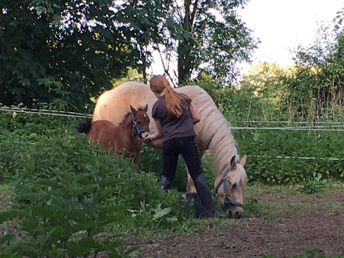 Welsh Partbred (Sec F) ALS Morning Rain - Hygge på folden billede 8