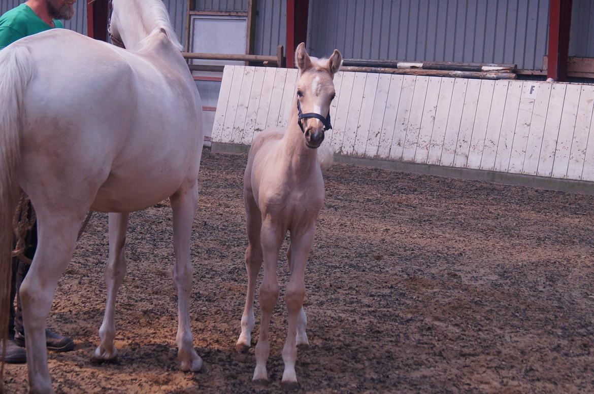 Palomino Moelleaaens Golden Fürstin billede 1