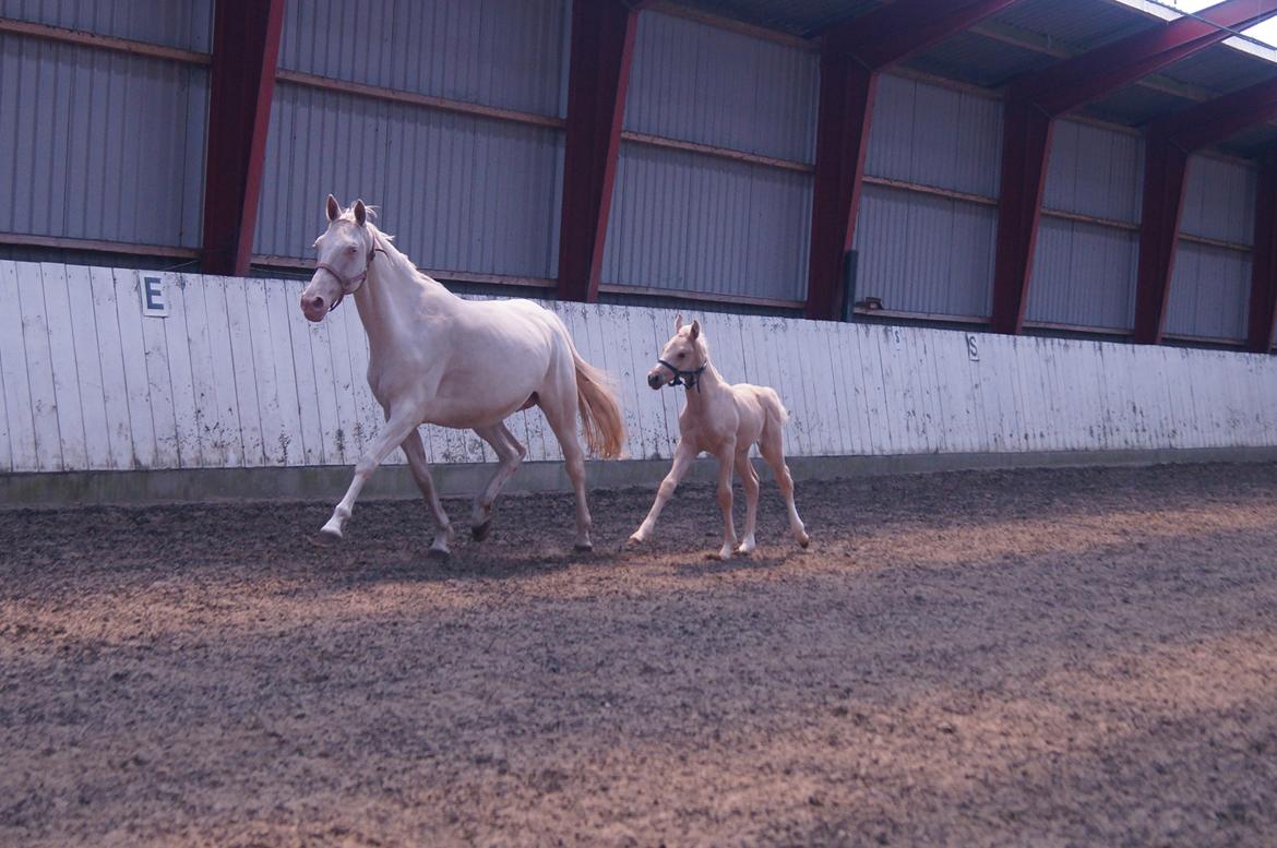 Palomino Moelleaaens Golden Fürstin billede 5