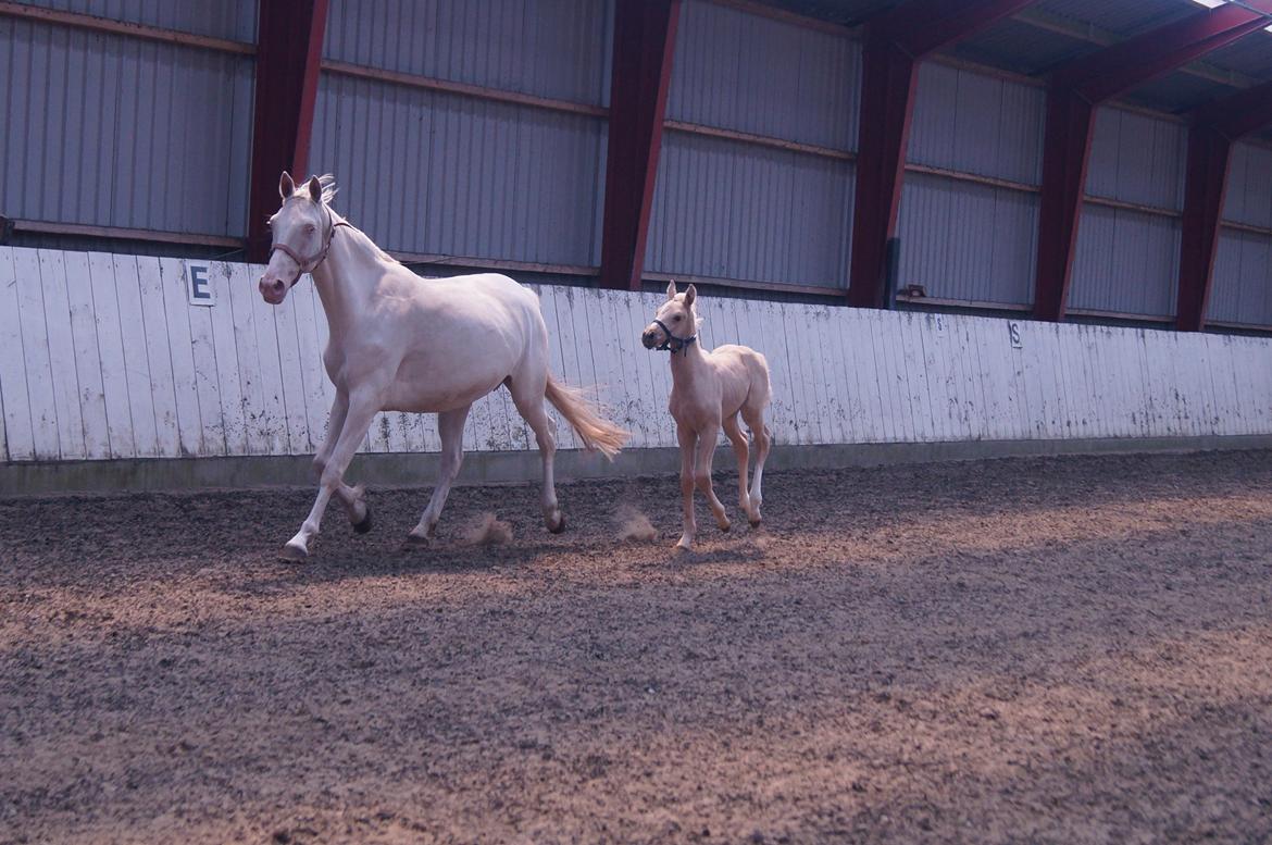 Palomino Moelleaaens Golden Fürstin billede 6