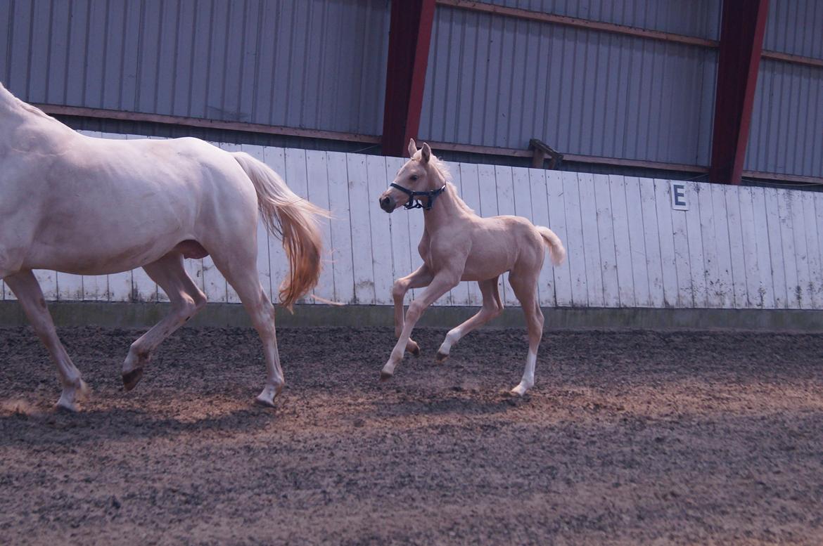 Palomino Moelleaaens Golden Fürstin billede 8