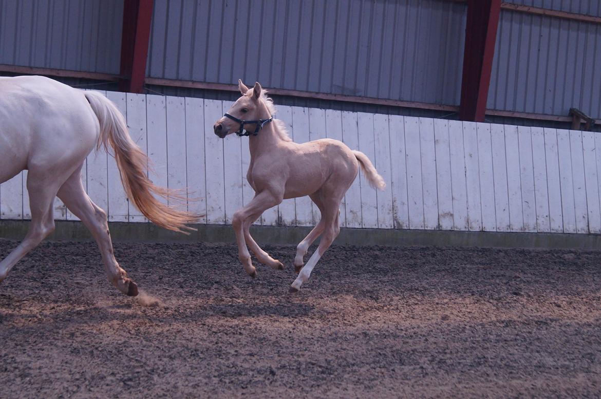 Palomino Moelleaaens Golden Fürstin billede 9