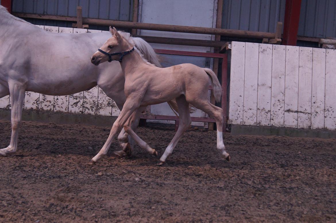 Palomino Moelleaaens Golden Fürstin billede 10