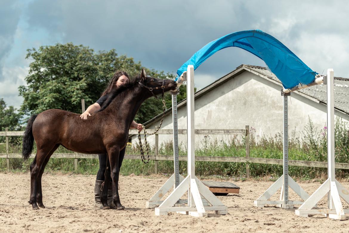 Warlander Lúthien - 12. juli 2021 ... 3,5 mdr. gammel - Første agility ... Fotograf: Jeanette Meldgaard Poulsen billede 28