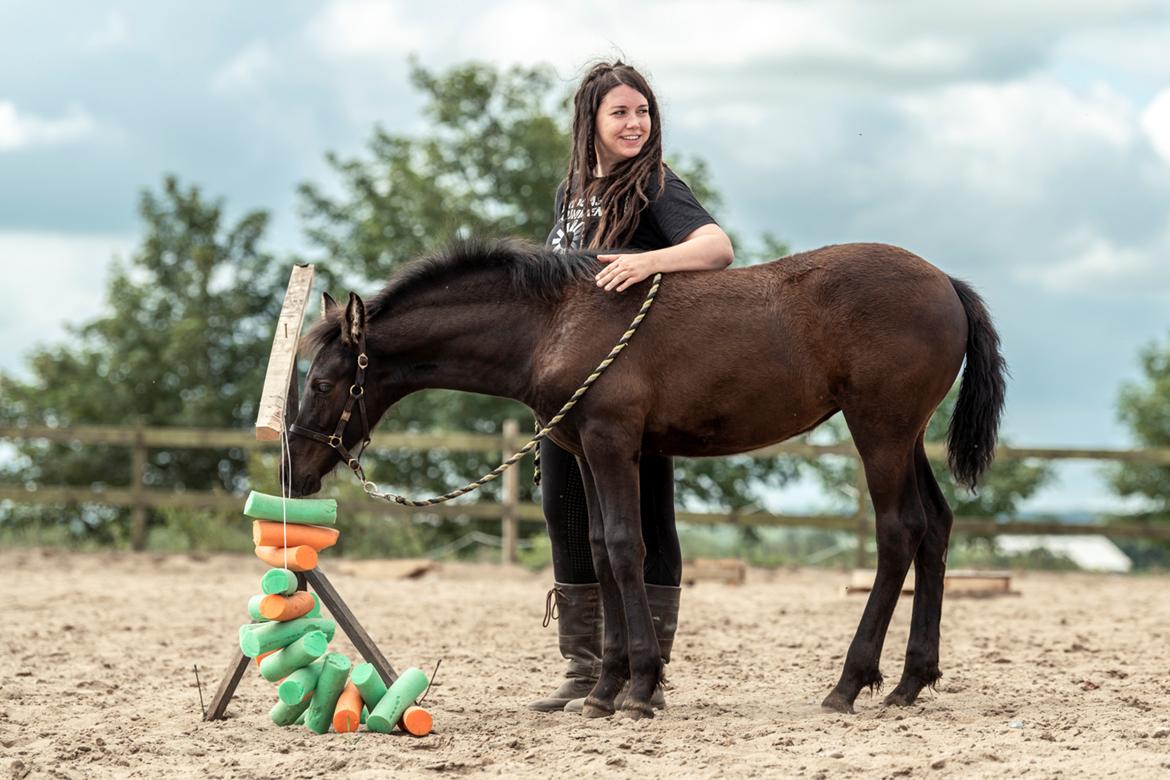 Warlander Lúthien - 12. juli 2021 ... 3,5 mdr. gammel - Første agility ... Fotograf: Jeanette Meldgaard Poulsen billede 25