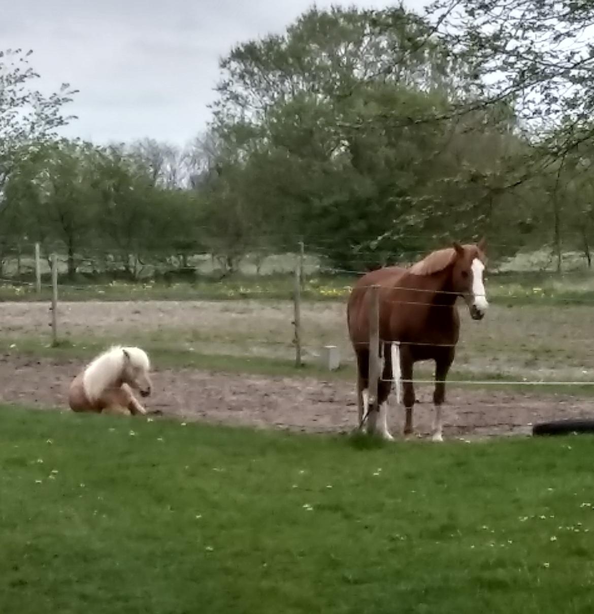 Shetlænder Følfods Linea billede 6