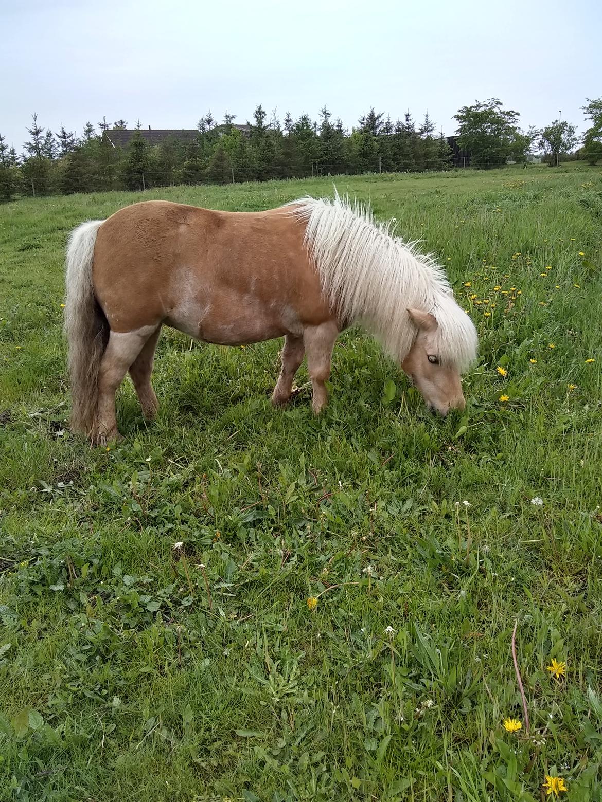 Shetlænder Følfods Linea billede 5