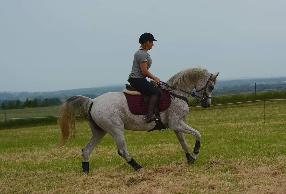 Arabisk fuldblod (OX) Miss Diva ISA  billede 9