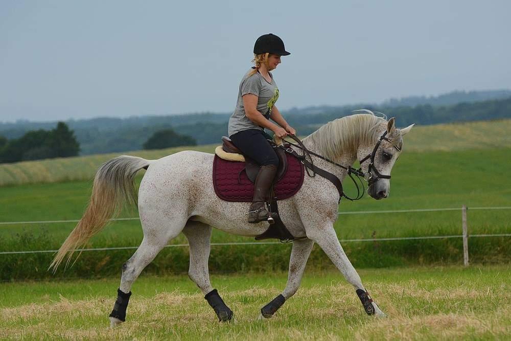 Arabisk fuldblod (OX) Miss Diva ISA  billede 11