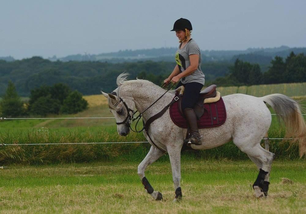 Arabisk fuldblod (OX) Miss Diva ISA  billede 15