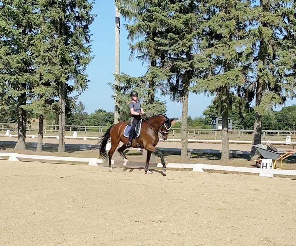 Dansk Varmblod Patchouli billede 18