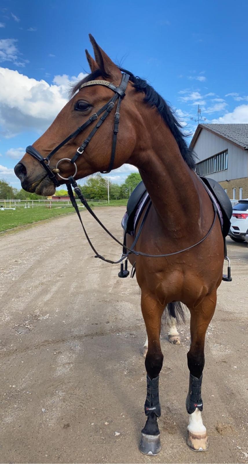 Dansk Varmblod Patchouli billede 19