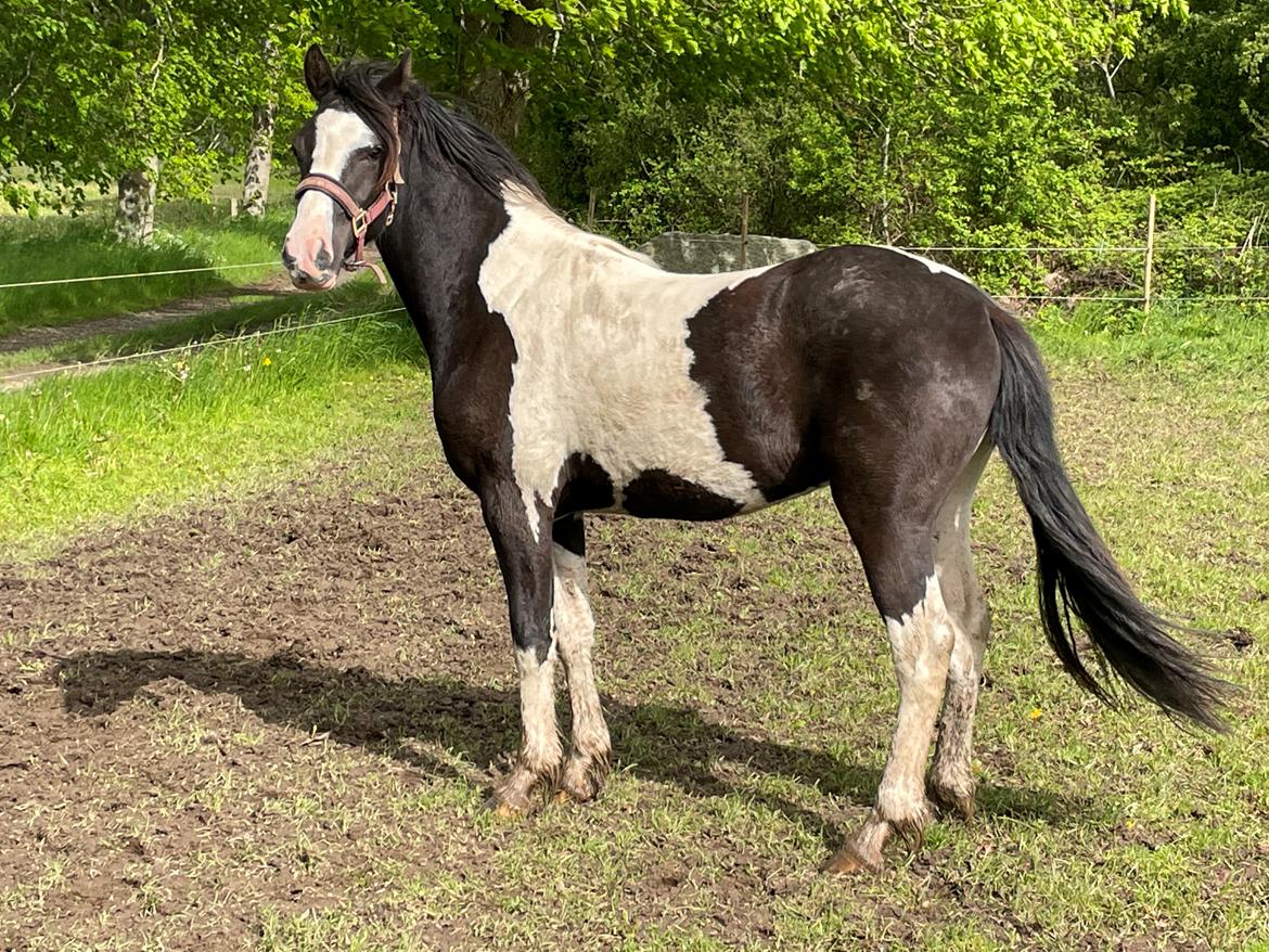 Anden særlig race E’jaaz Quinton royal  billede 3